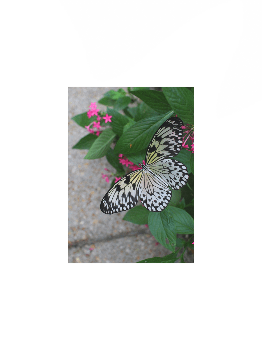 Yellow Butterfly Flying product image (4)