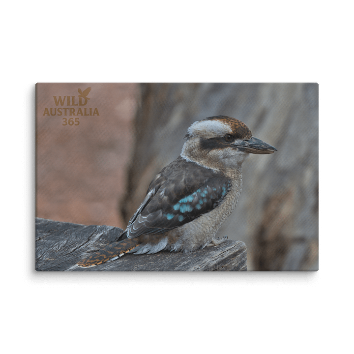 Kookaburra on bench. product image (2)