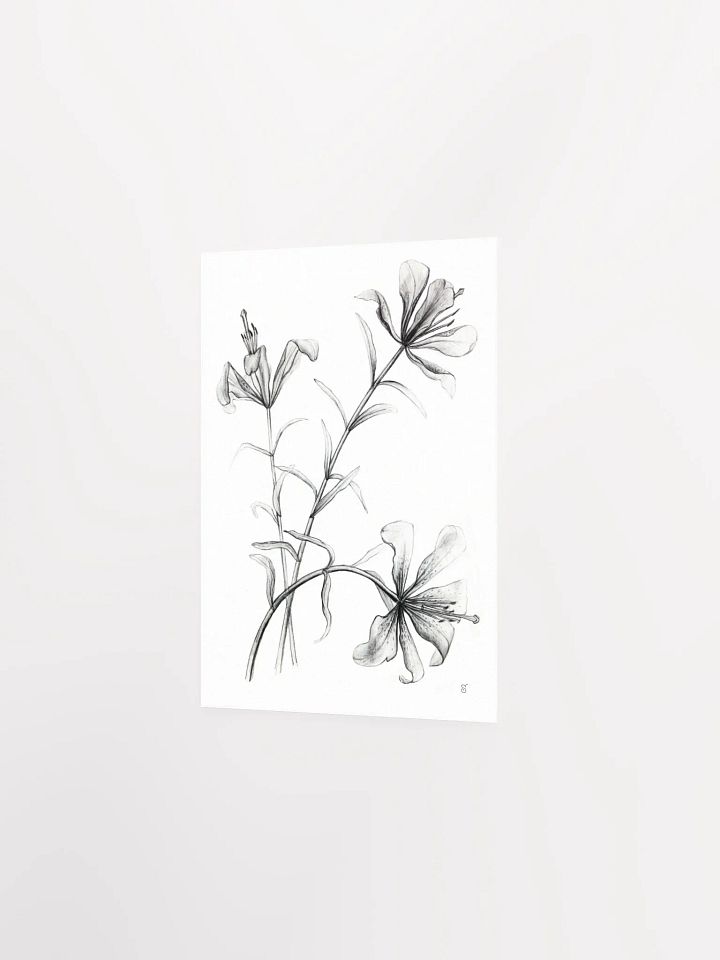Lily Botanical Drawing Poster - Wild Elegant Flowers product image (2)