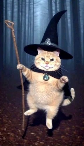 Floating cat wizard 🤣
Please follow us for more 😻😻⁣⁣⁣⁣⁣⁣⁣⁣⁣⁣

⚀ @catpresso.cat 😍⁣⁣⁣⁣⁣⁣⁣⁣⁣⁣⁣⁣⁣⁣⁣⁣⁣⁣⁣⁣⁣⁣⁣⁣⁣⁣⁣⁣⁣
⚁ @catpresso.ca...