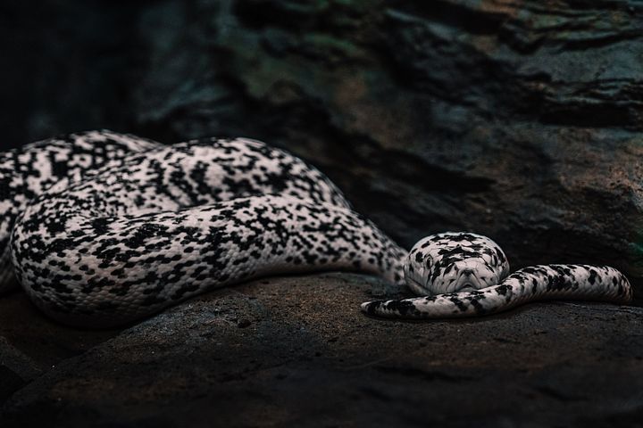 Cow Retic #6 product image (1)
