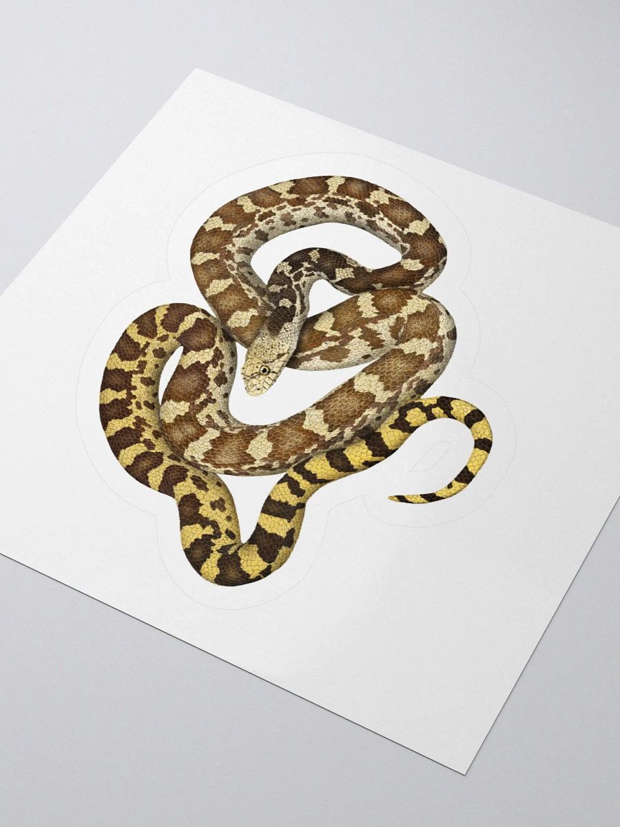 Die-Cut Sticker – Sonoran Gophersnake product image (3)
