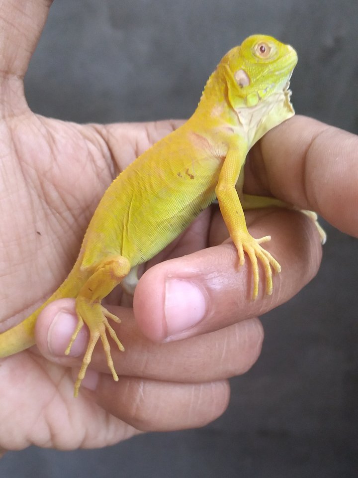 Iguana Green Albino product image (1)