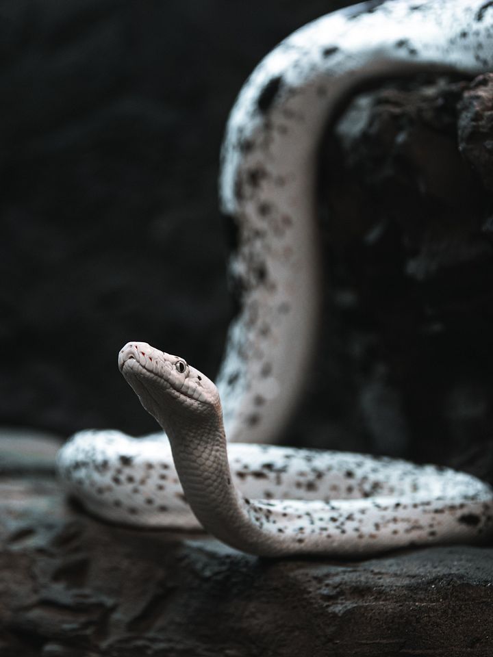 Cow Retic #1 product image (1)