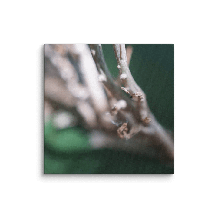 Dragon Fruit Plant Canvas product image (2)