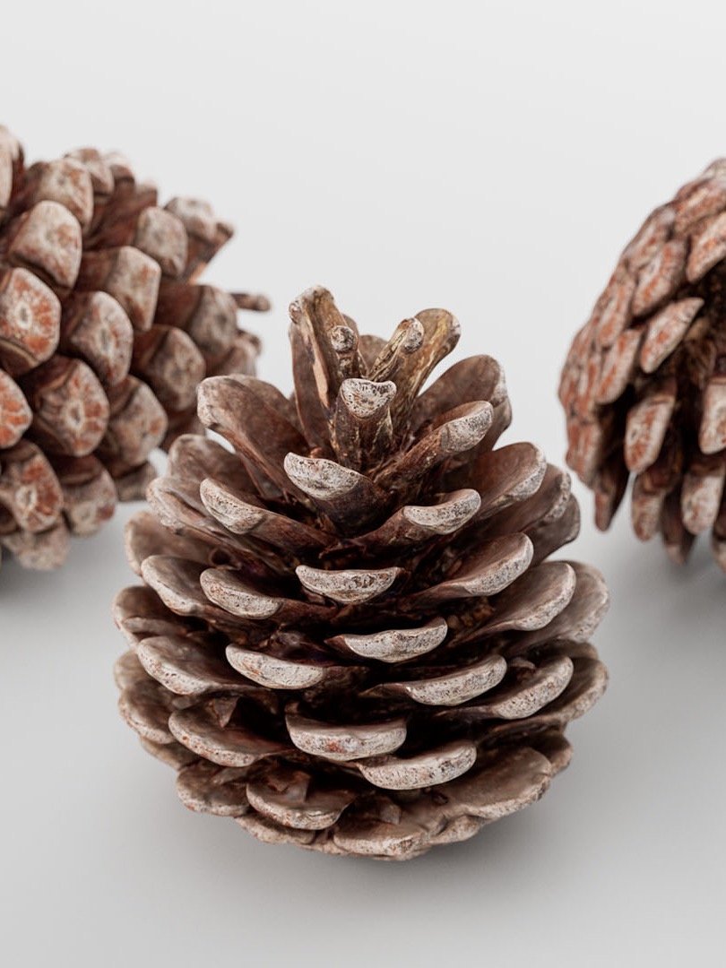 Pinecone - 3D Scan product image (1)