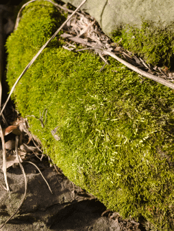 Moss on the Rocks Digital Wallpaper Set product image (1)
