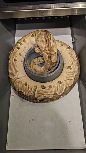 #ballpython #ballpythons #ballpythonbreeder #ballpythonsofinstagram #reptiles #nwballpythons #emeraldcityreptiles #clownballp...
