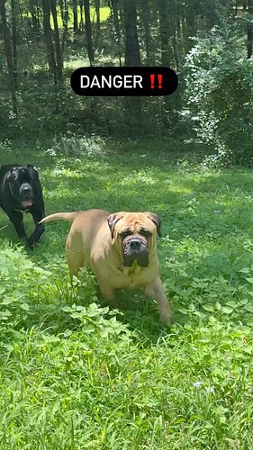 Danger ‼️ is the word I use in snake training! 

We move and hunt as a pack but I needed to ensure their safety during an enc...