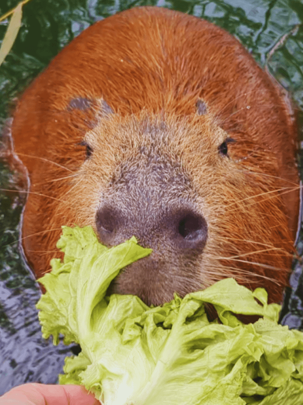 Feed A Capybara product image (2)