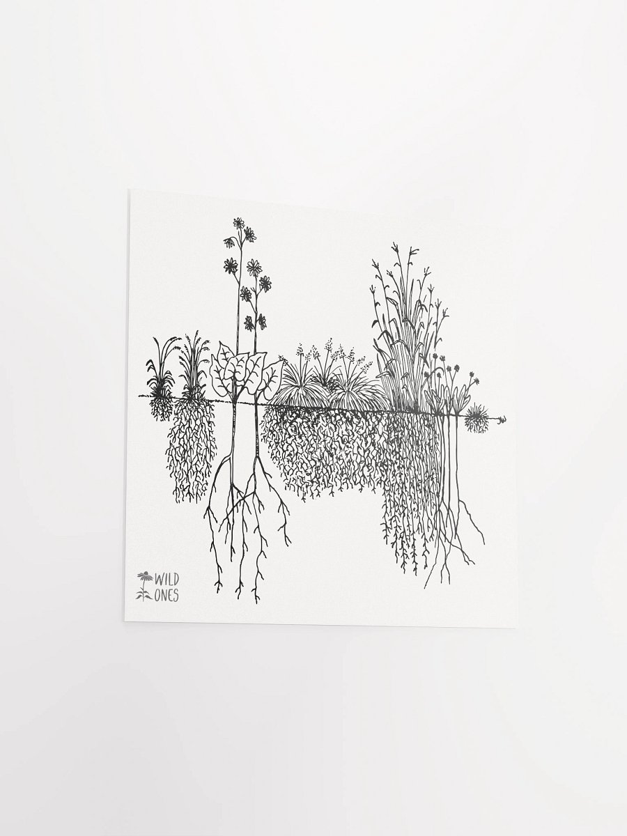 Deep Roots (Poster) product image (13)