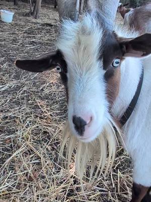 💕Kylo the goat💕😂 See more videos on YouTube @thespazticgoatva #thespazticgoat #goatlover 