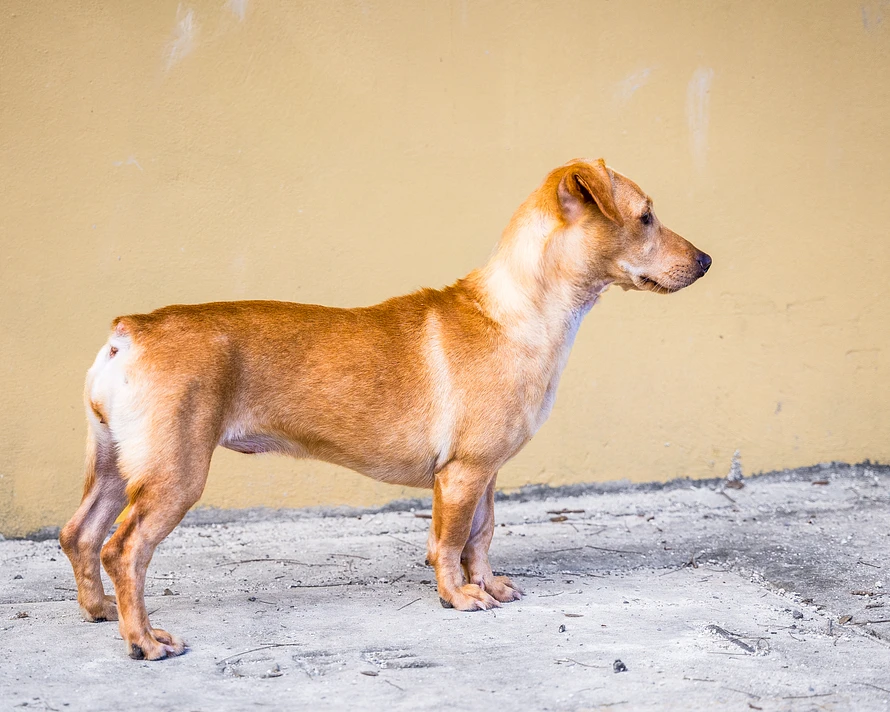 Adorable short dog with stubby tail