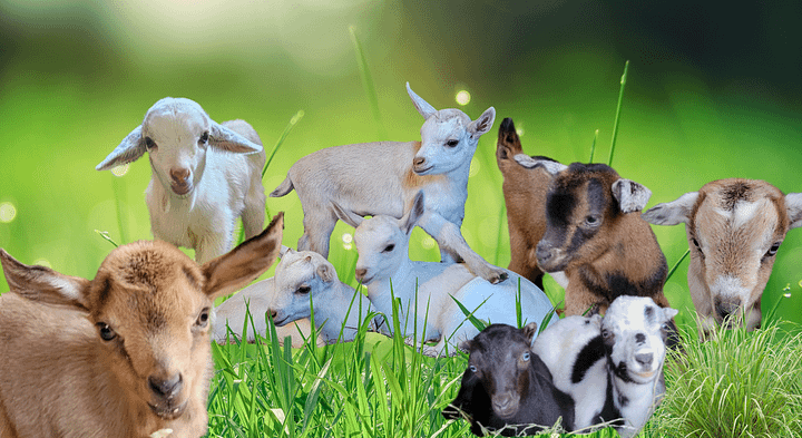 Baby Goats mouse pad / desk mat product image (1)