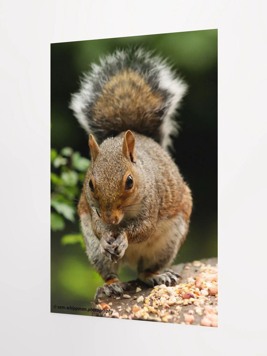 Squirrel Prints product image (8)