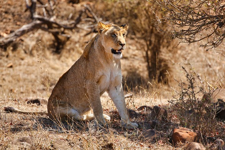 Lion product image (1)
