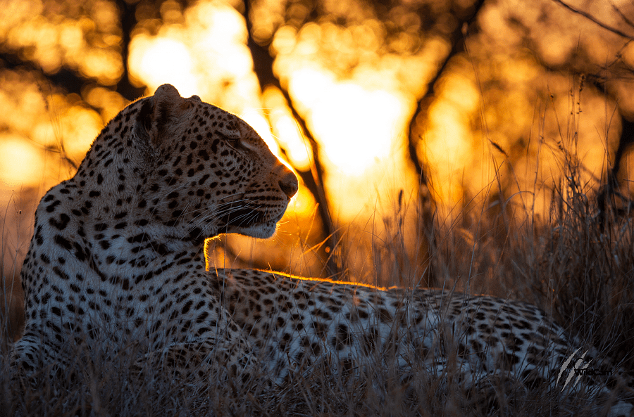 Flaming Leopard product image (1)