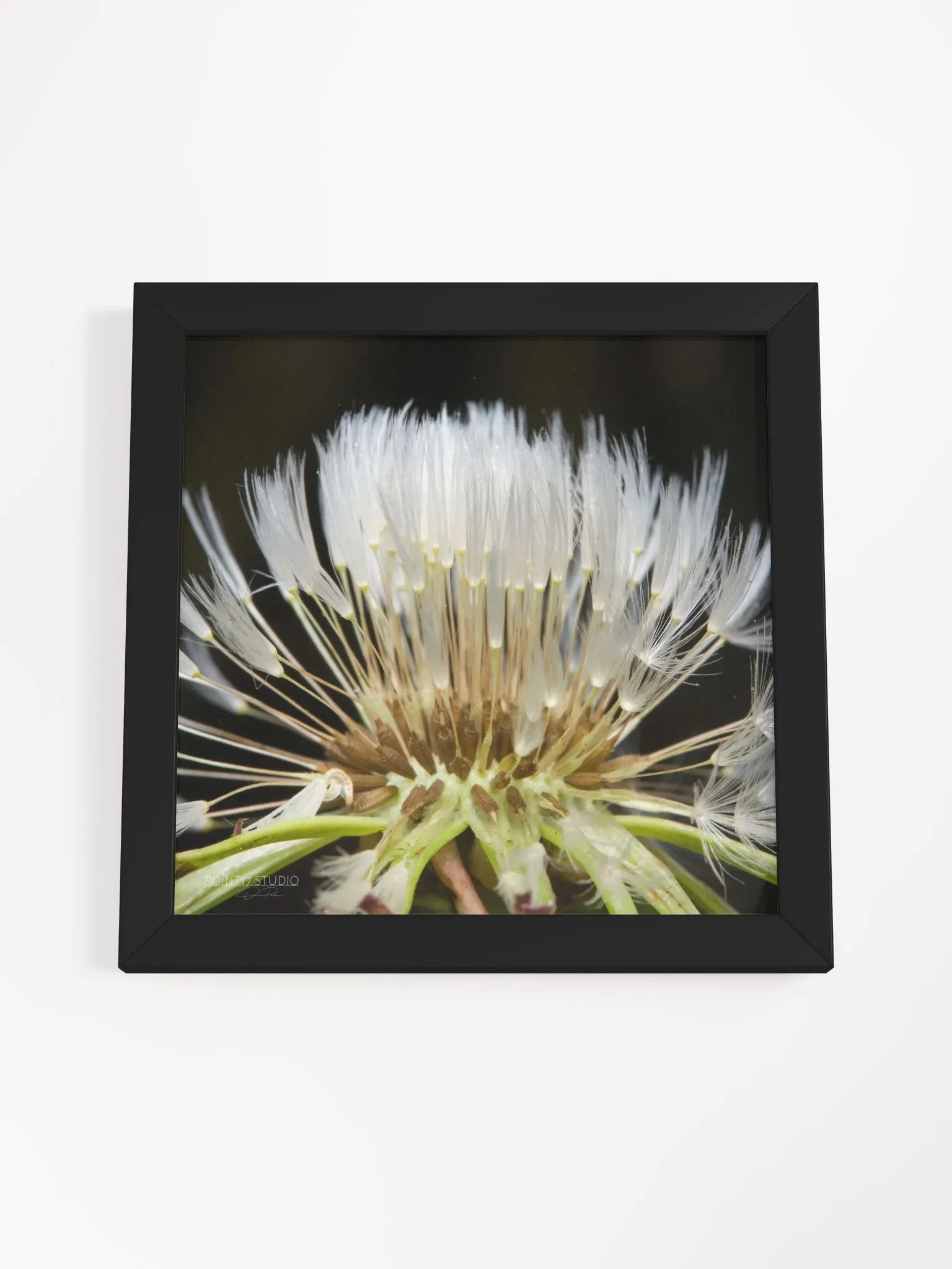 Dandelion #10 - Framed Print product image (4)