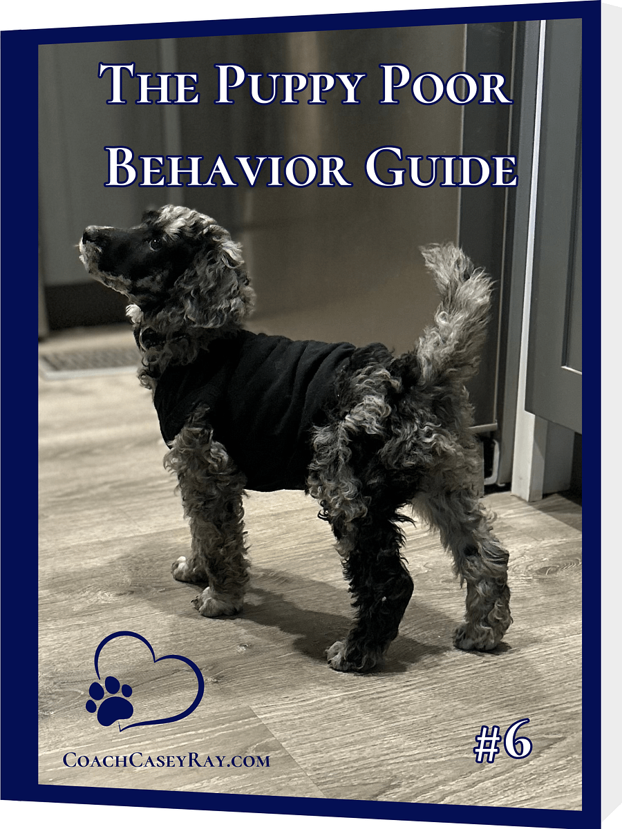Dream Puppy™ Bundle 6-Pack product image (6)