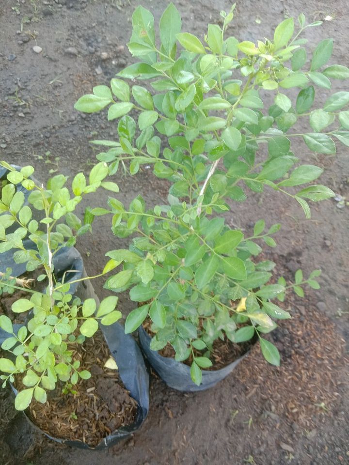 Tanaman daun kemuning product image (1)