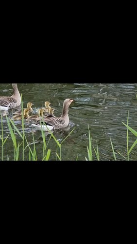 🦆❤️🐥

#utrecht #birdy