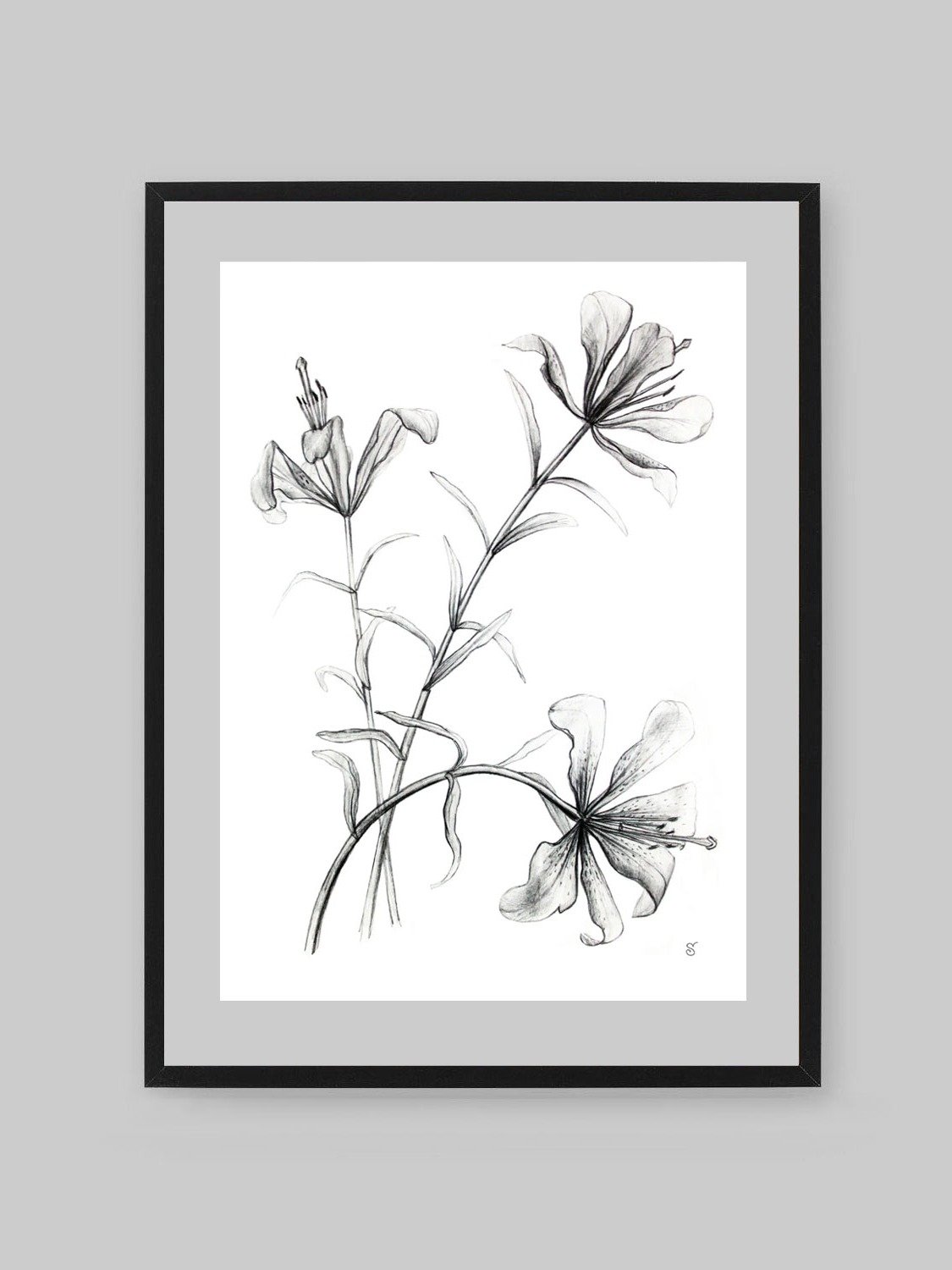 Lily Botanical Drawing Poster - Wild Elegant Flowers product image (8)