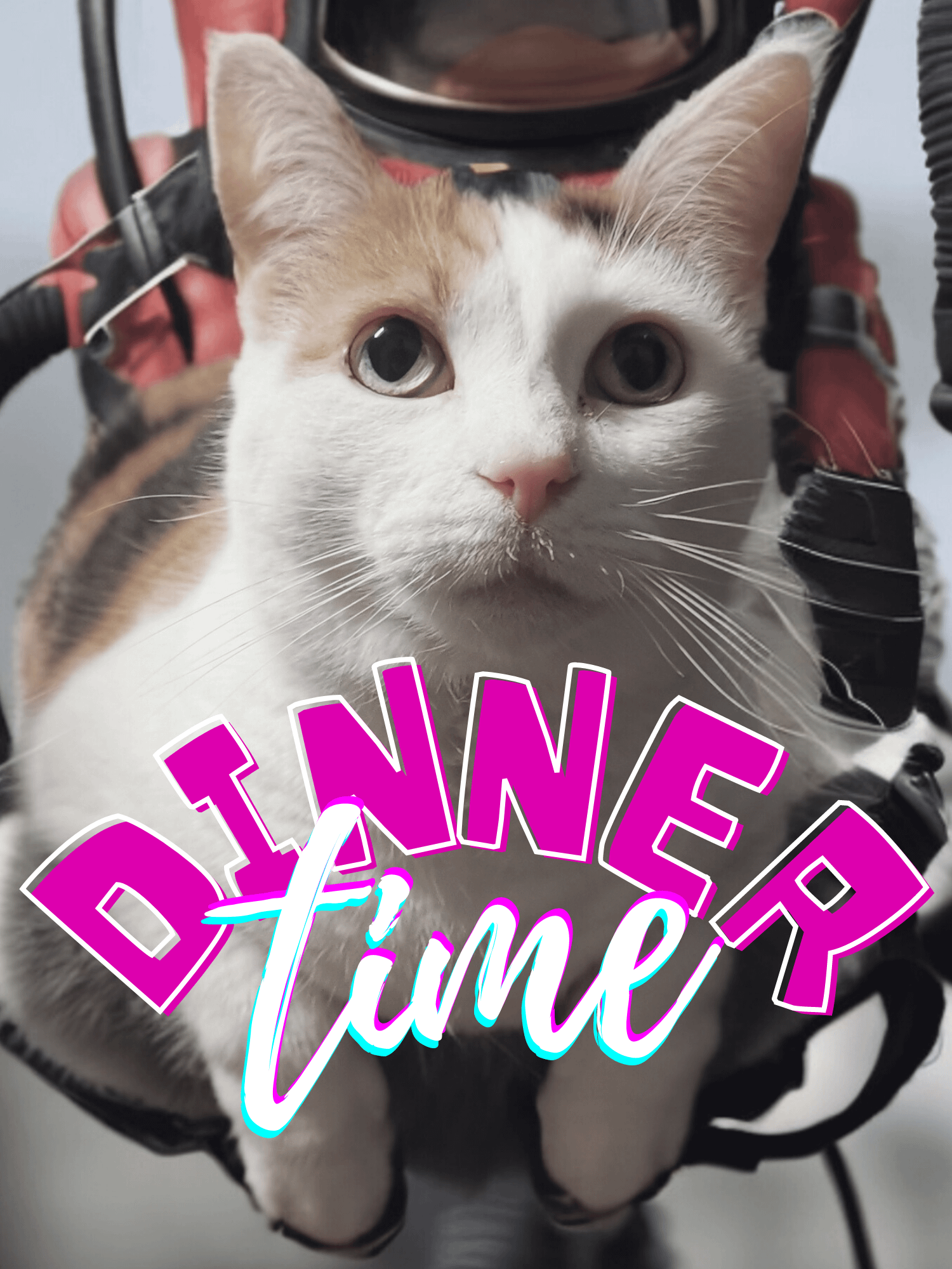 Dinner time product image (1)