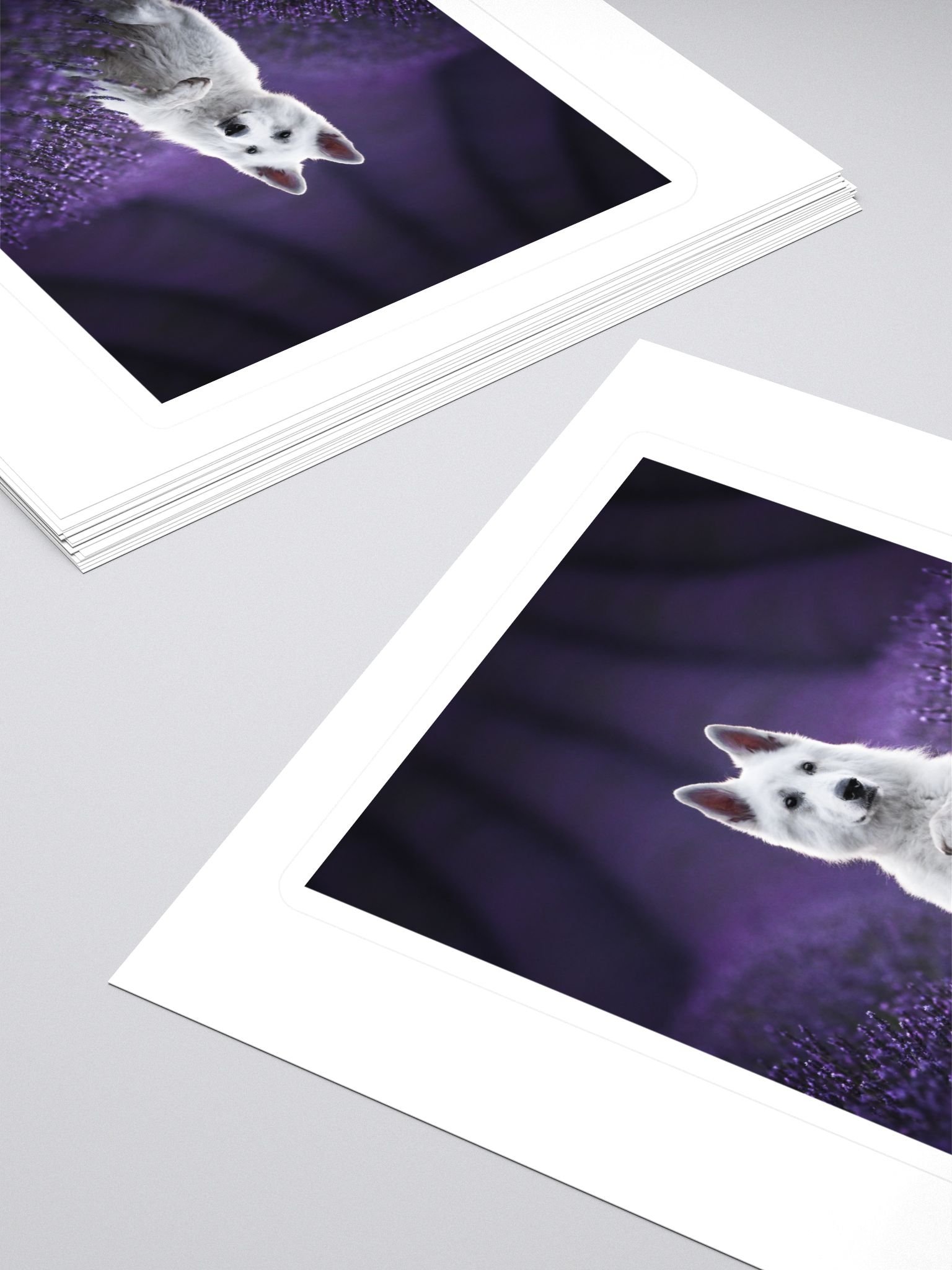 Rasta in the lavender fields product image (4)