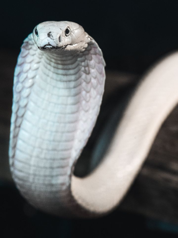 Leucistic King Cobra product image (1)