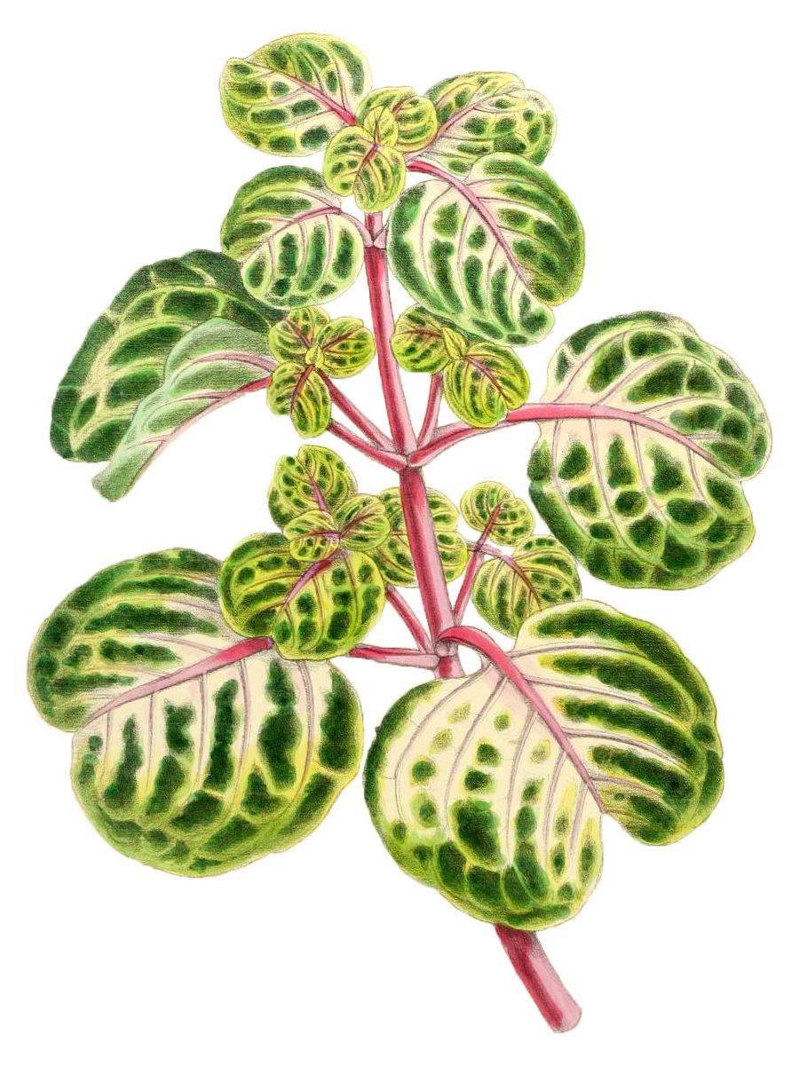 Iresine Herbstii Aureo Reticulata - PNG/JPG - 1867 Botanical Illustration - Royalty Free Vintage Plant and Botanical Image product image (2)