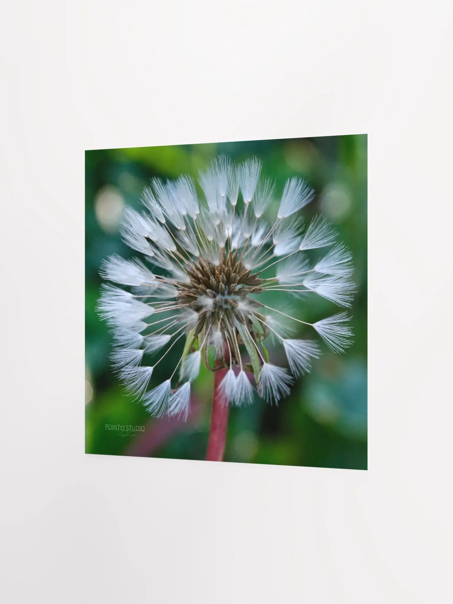 Dandelion #1 - Print product image (5)