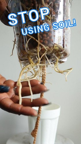 Using leca clay balls may be just the thing you need to unlock your green thumb!

#leca #semihydro #semihydroponics #lecaquee...