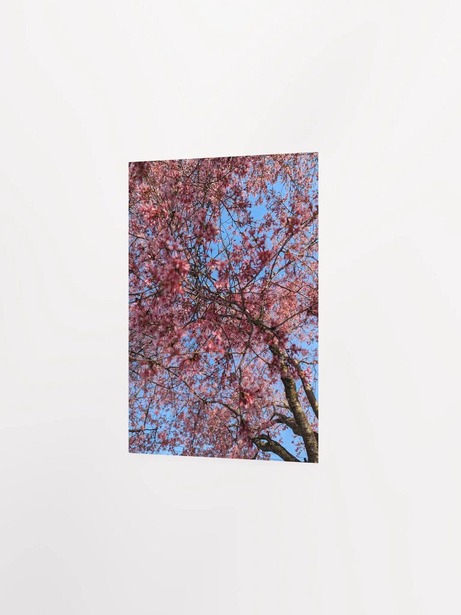 Blossom Canopy Poster product image (2)