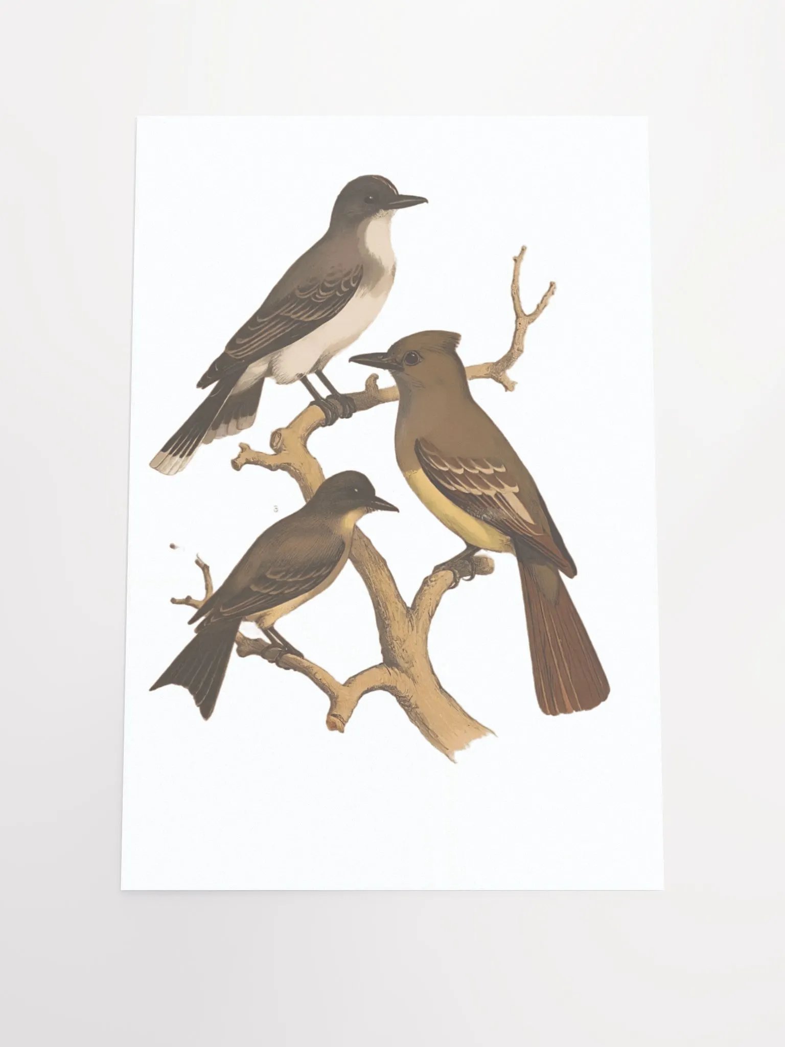 BIRDS IN WINTER product image (1)