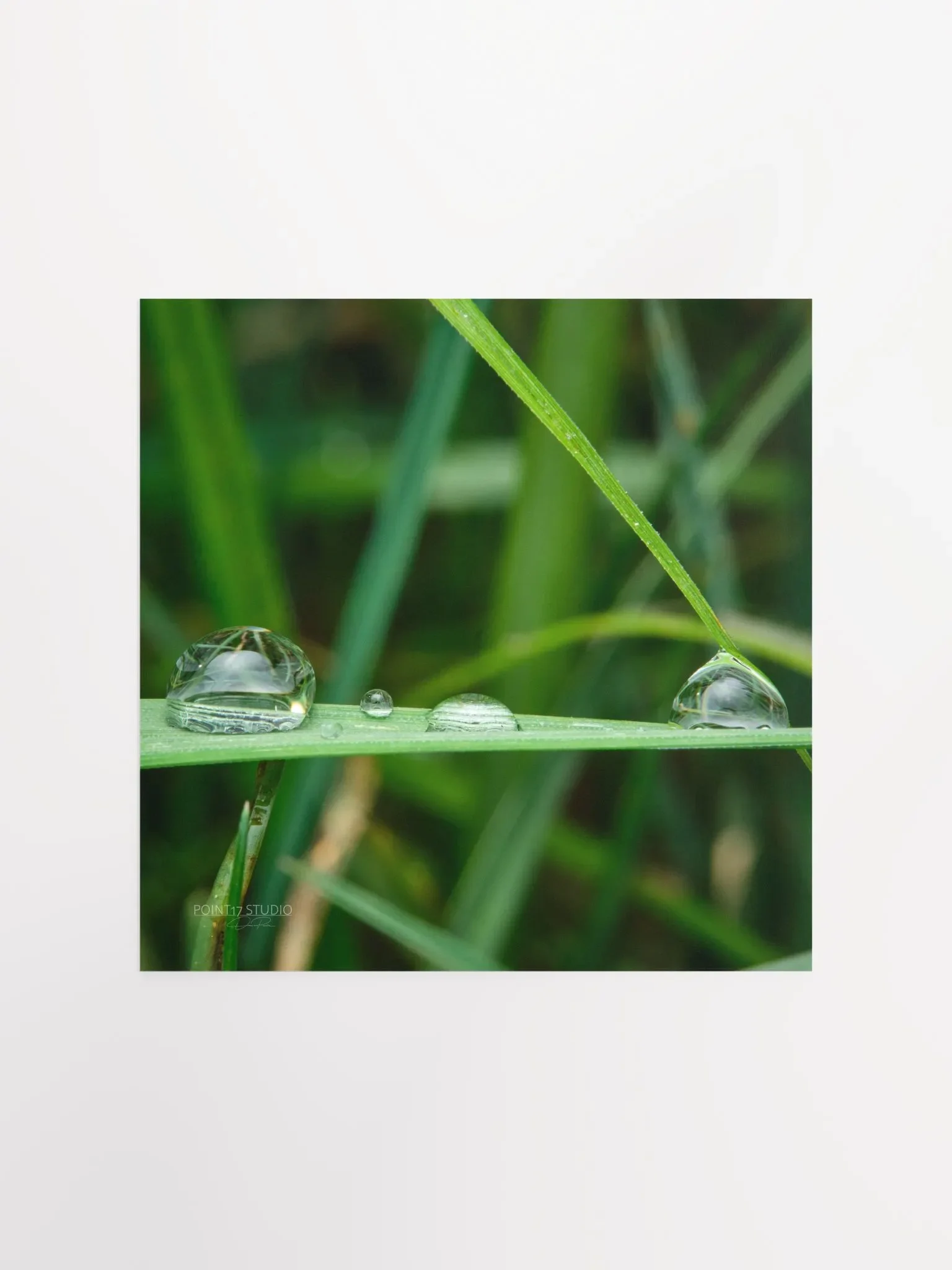 Dew Gems #12 - Framed Print product image (1)