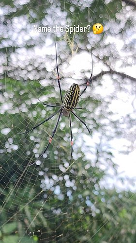 We stumbled upon a giant spider on the side of the road in the Philippines! 🕷️

Watch this up-close encounter and see how mas...