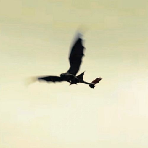 Potential Epic Universe sighting of Toothless dragon, test flying above the Isle of Berk land set to open 2025.
