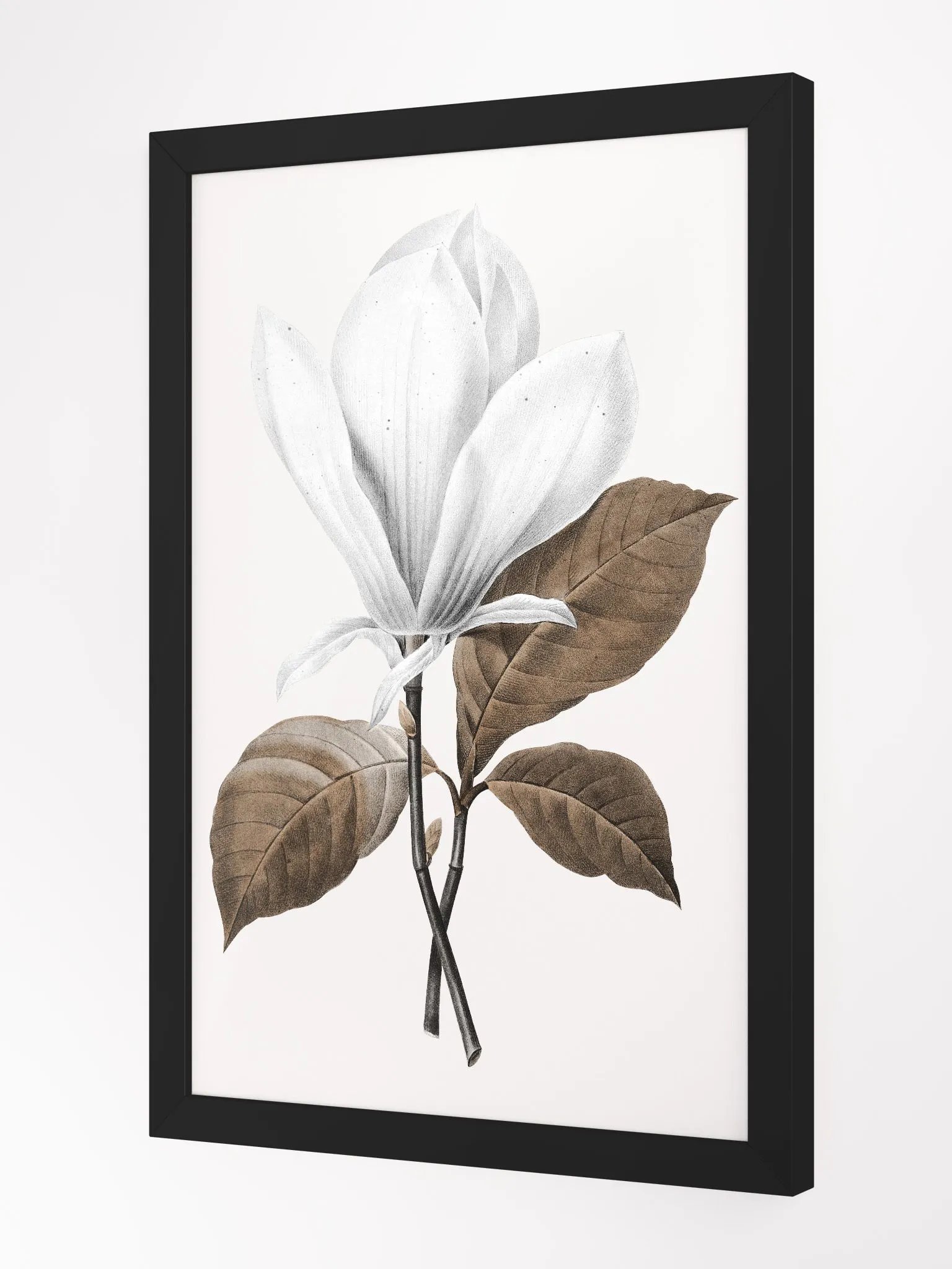 Magnolia Grandiflora #1 Framed Print product image (2)