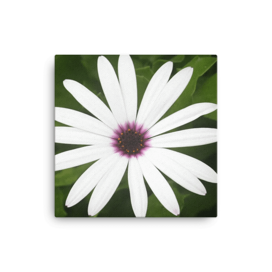 Daisy on Canvas product image (1)