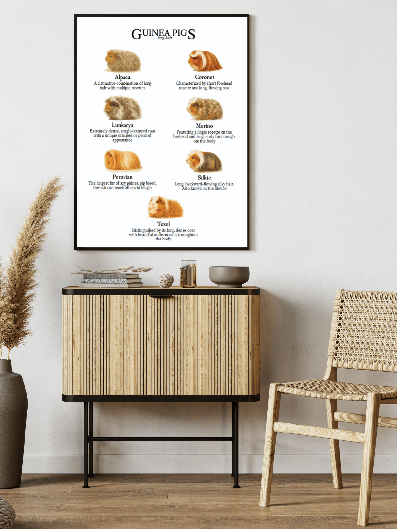 Long Haired Guinea Pig Breeds Educational Poster Digital Wall Art Toddler Room Decor Printable Digital Download 5 high-res (PDF and JPG) product image (3)