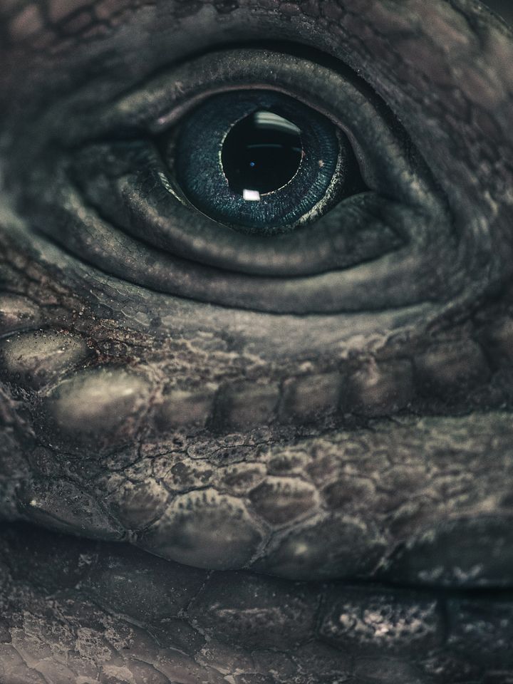 Rhino Iguana Eye product image (1)