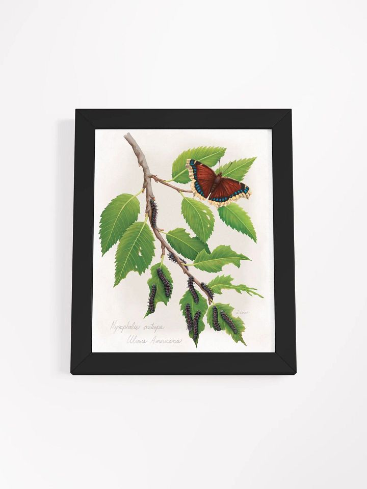 Mourning Cloak Butterfly product image (5)