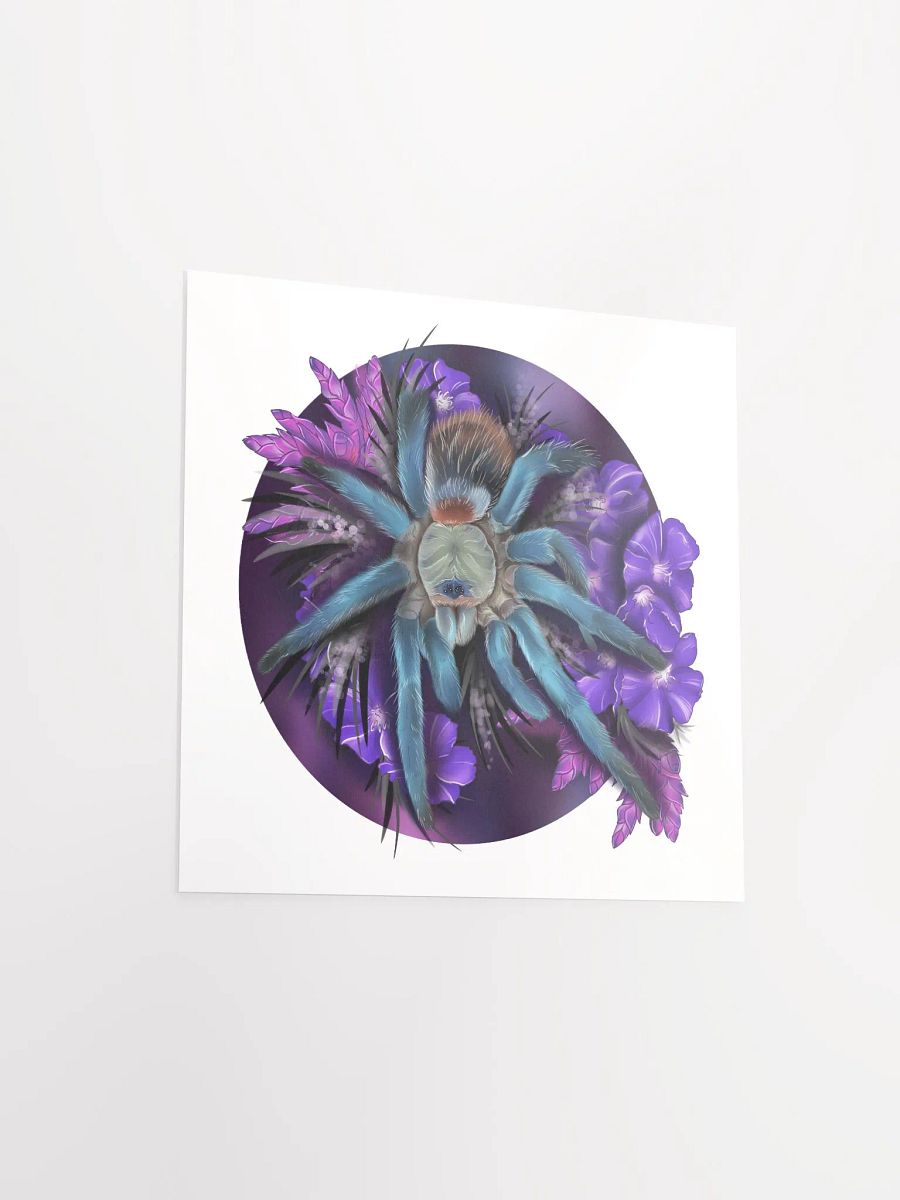 Dolichothele diamantinensis product image (9)