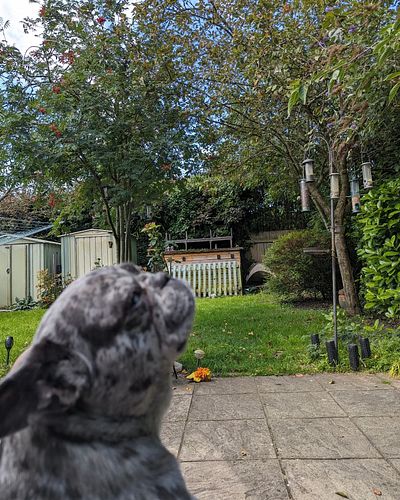 Freya the ultimate photobomb

-----------------------------------------------------------------------------------------------...