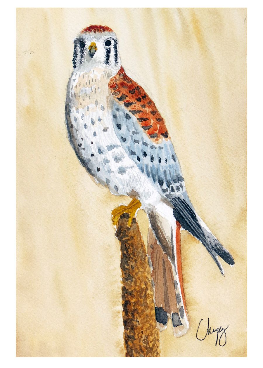 Kestrel - Original Watercolor Painting product image (2)
