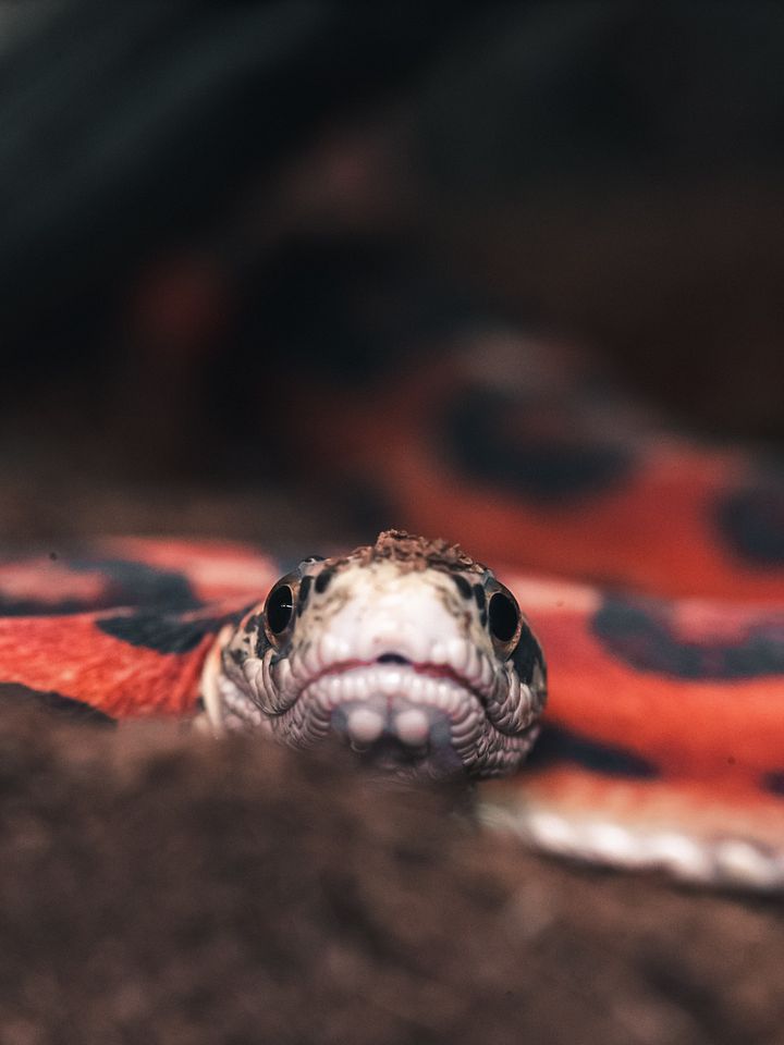 Scaleless Texas Rat Snake product image (1)