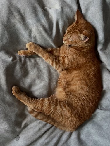 Gatipo doing his best croissant impression.

Hope you are having a lovely day.