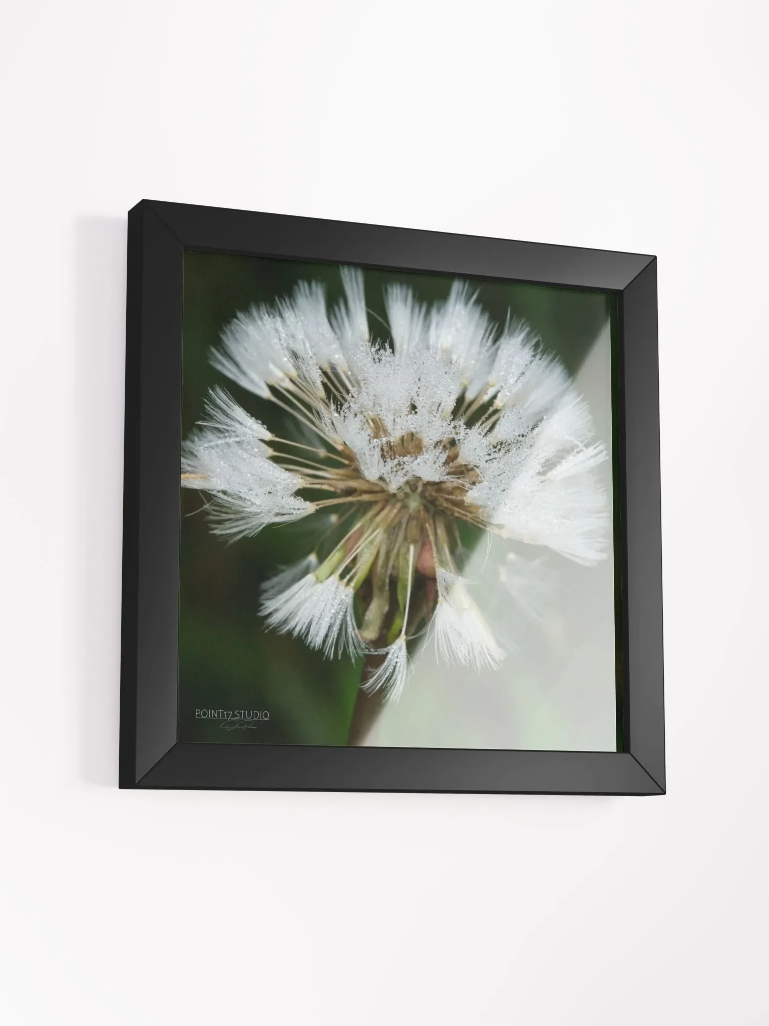 Dandelion #5 - Framed Print product image (3)