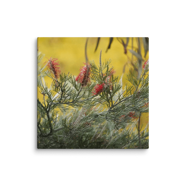 Banksia on a Canvas product image (1)