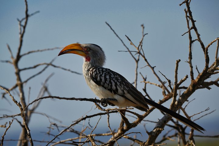 African Red-Billed Hornbill product image (1)